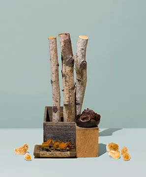 birch bark & ripe fig sapling™ fragrance oil