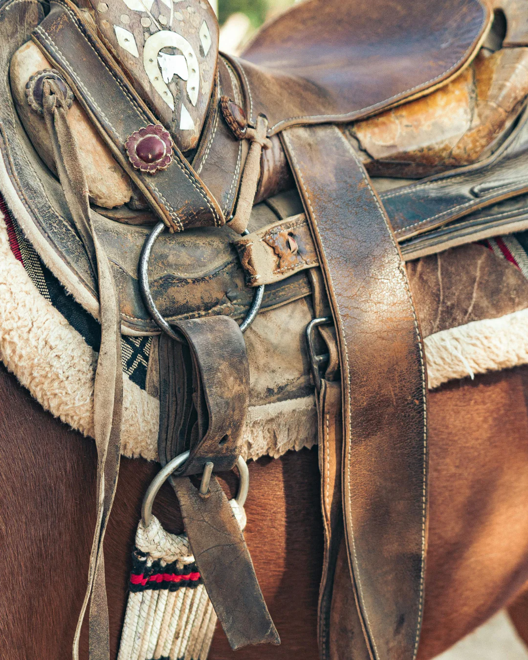burnished saddle & golden shadow™ fragrance oil - Image 2