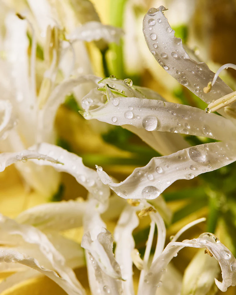 essence of honeysuckle fragrance oil - Image 2
