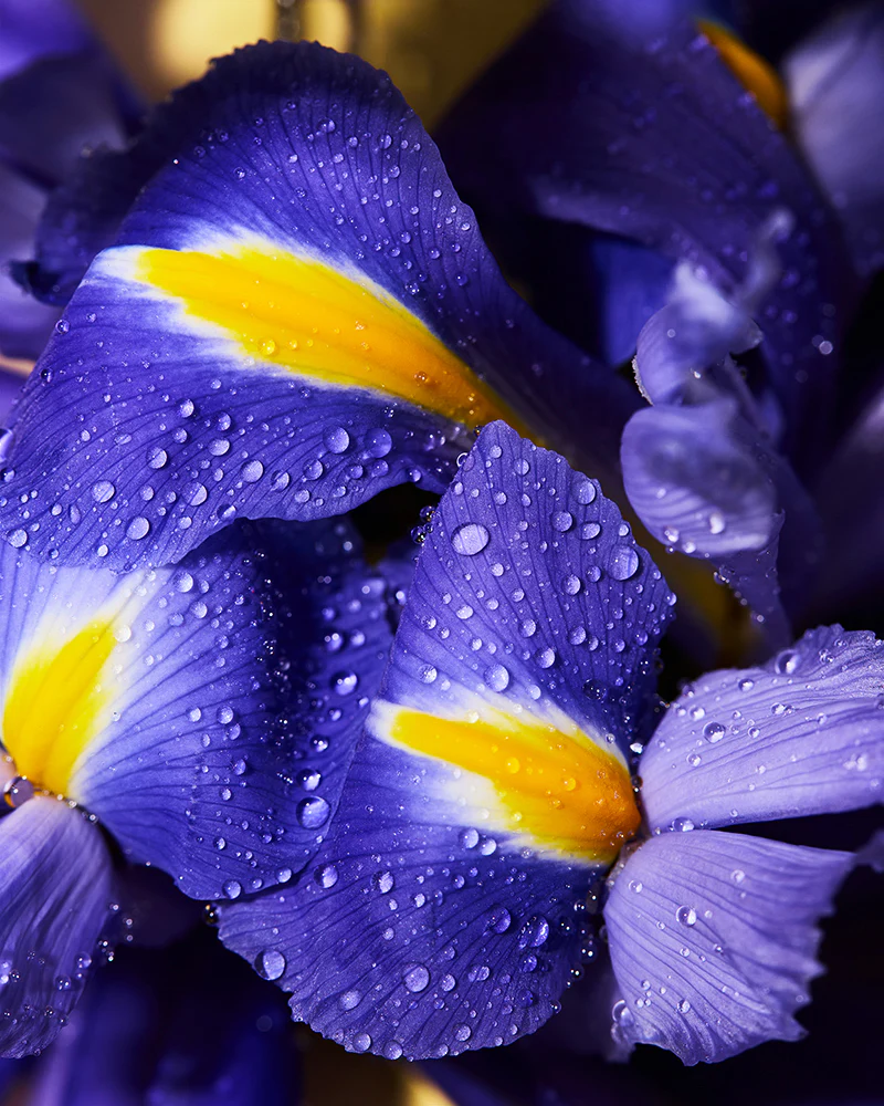 essence of iris fragrance oil - Image 2