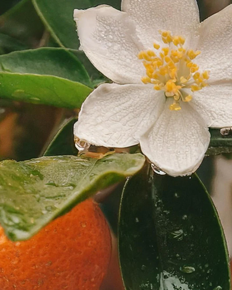 essence of orange flower fragrance oil - Image 2