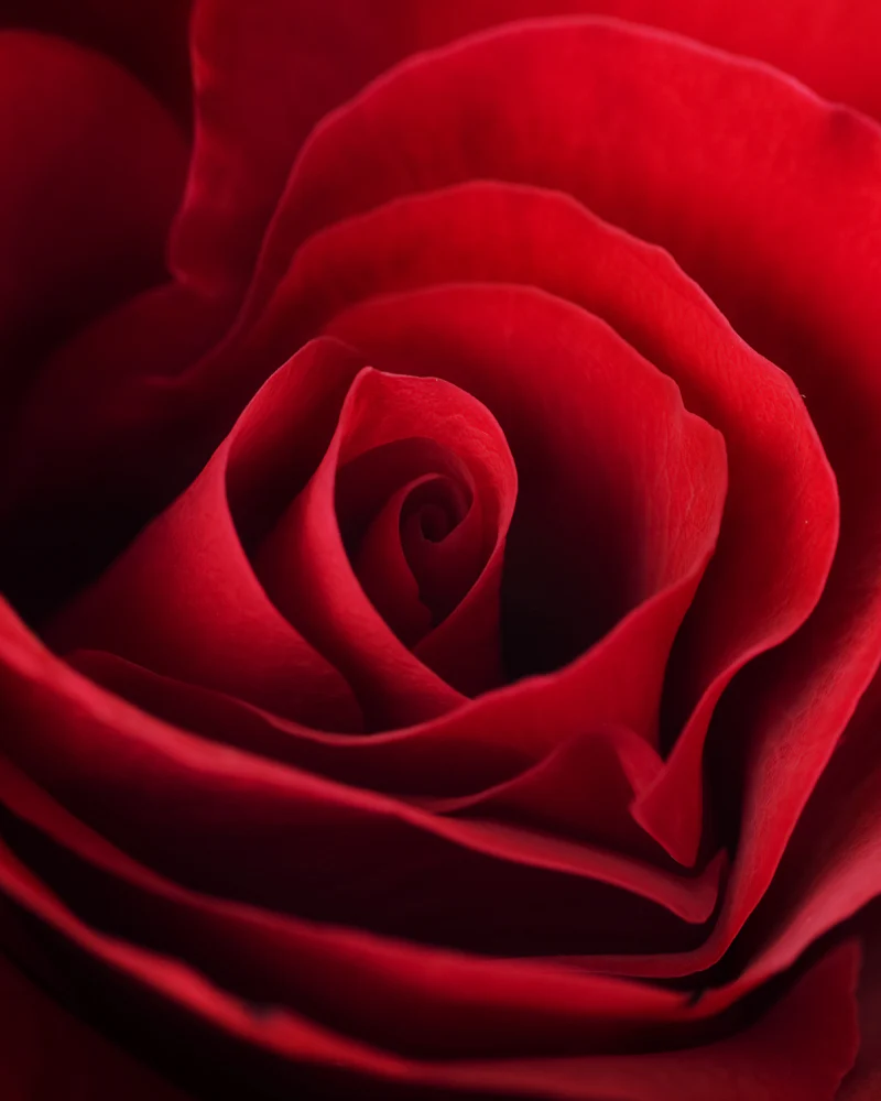 essence of rose fragrance oil - Image 2