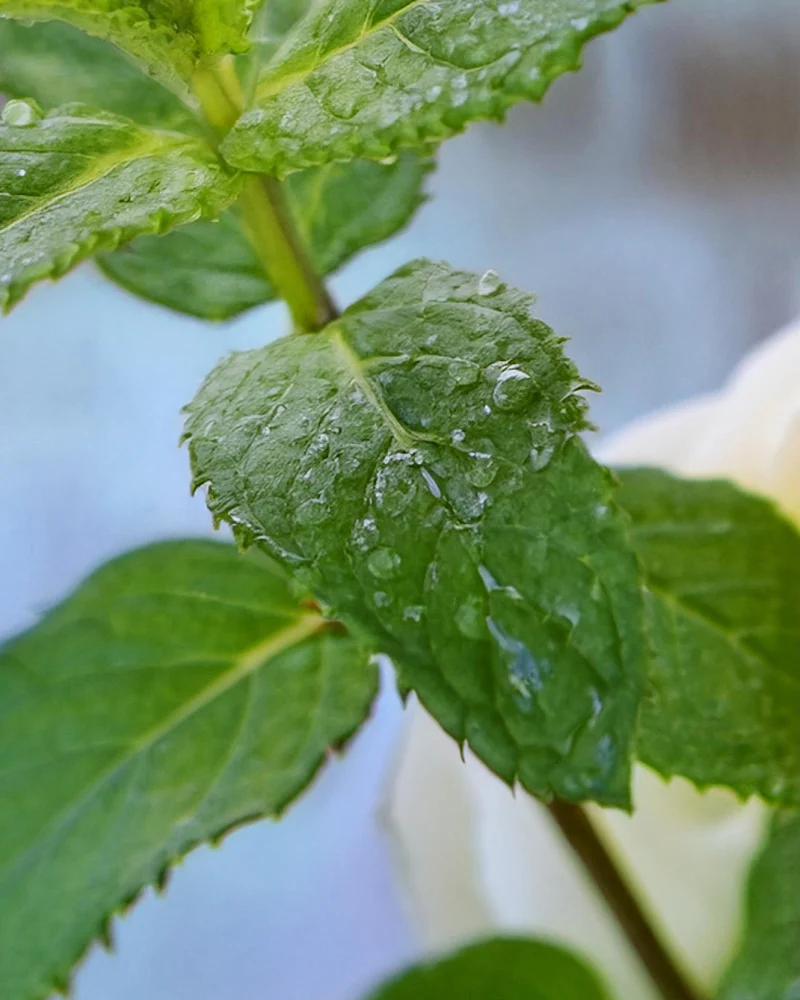 peppermint fragrance oil - Image 2