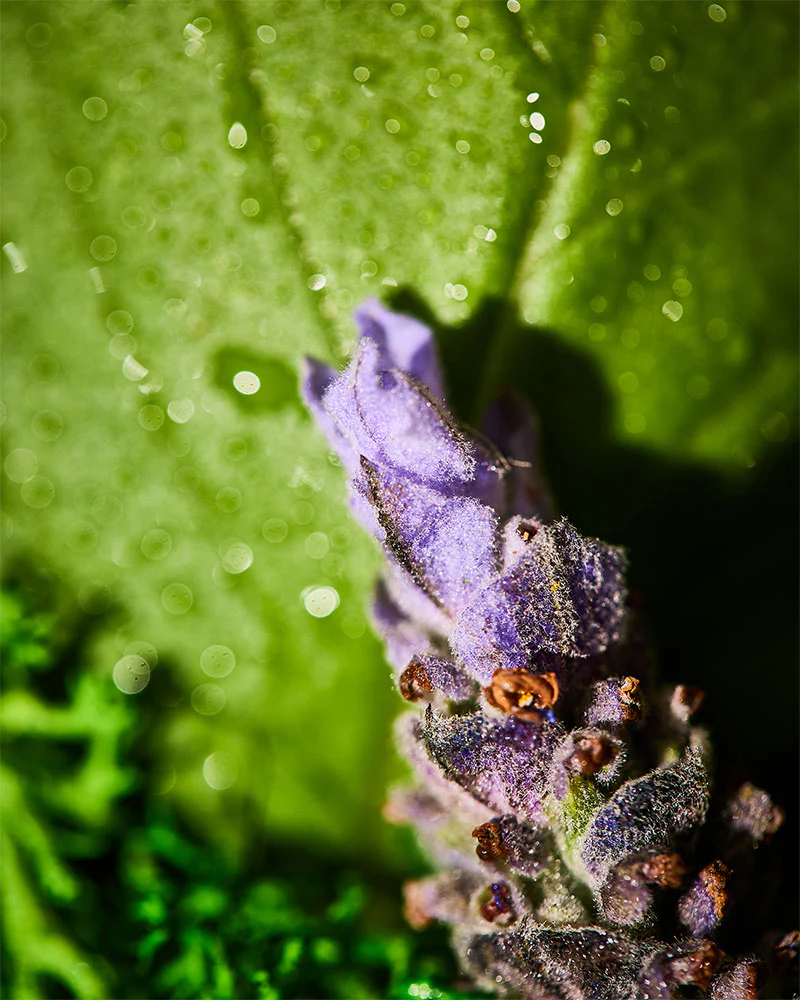royal moss & lavish lavandin™ fragrance oil - Image 2