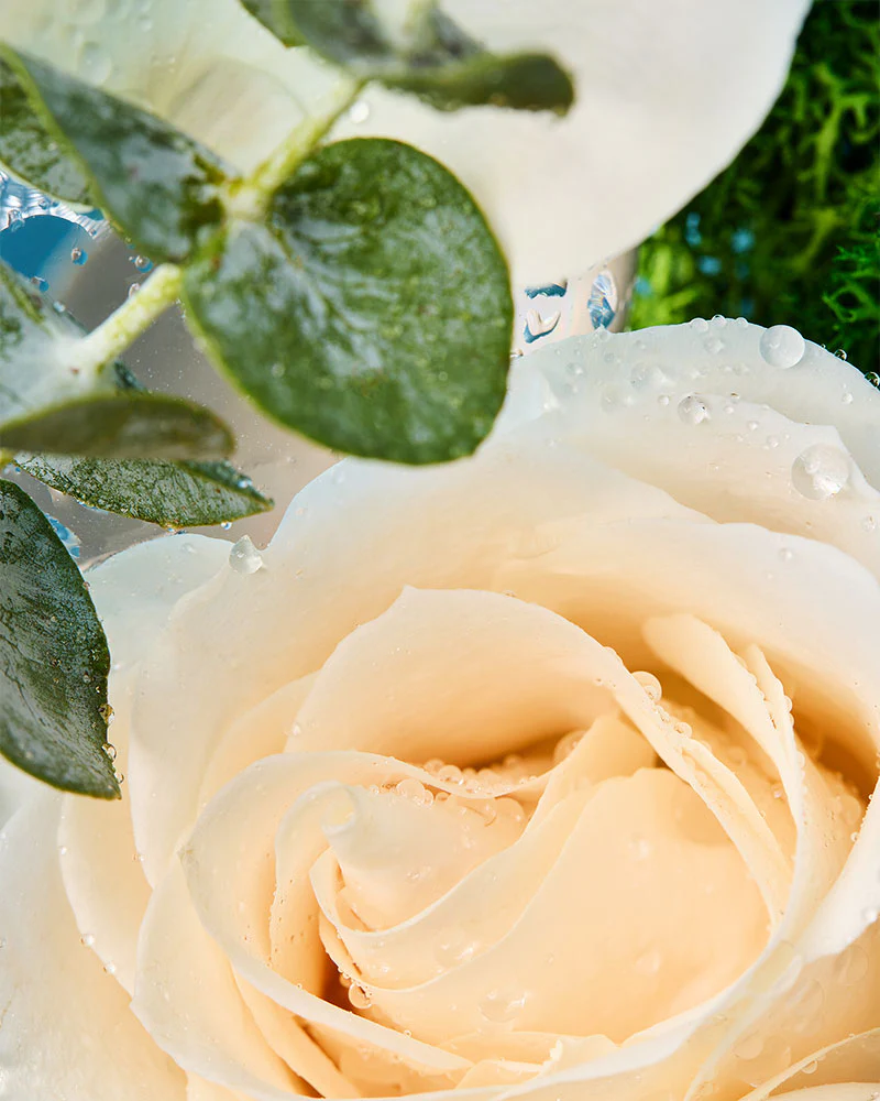 Winter Rose & Eucalyptus Mist™ fragrance oil - Image 2